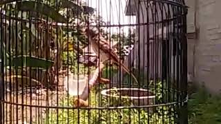 Mirip apakah suara burung cendet macan?gereja/tengkek buto?