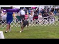 Greater Swiss Mountain Dogs | Breed Judging 2021 の動画、YouTube動画。