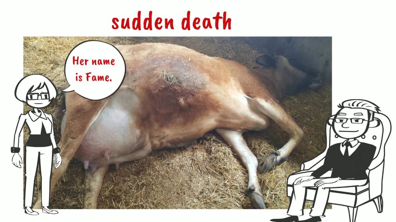 Ground Current:  cows health and productivity with Dr. Don Hillman