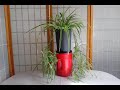 日：如何繁殖吊蘭(Chlorophytum), 可吸收甲醛淨化空氣，號稱是空氣淨化器。在美國花市一棵$16美金