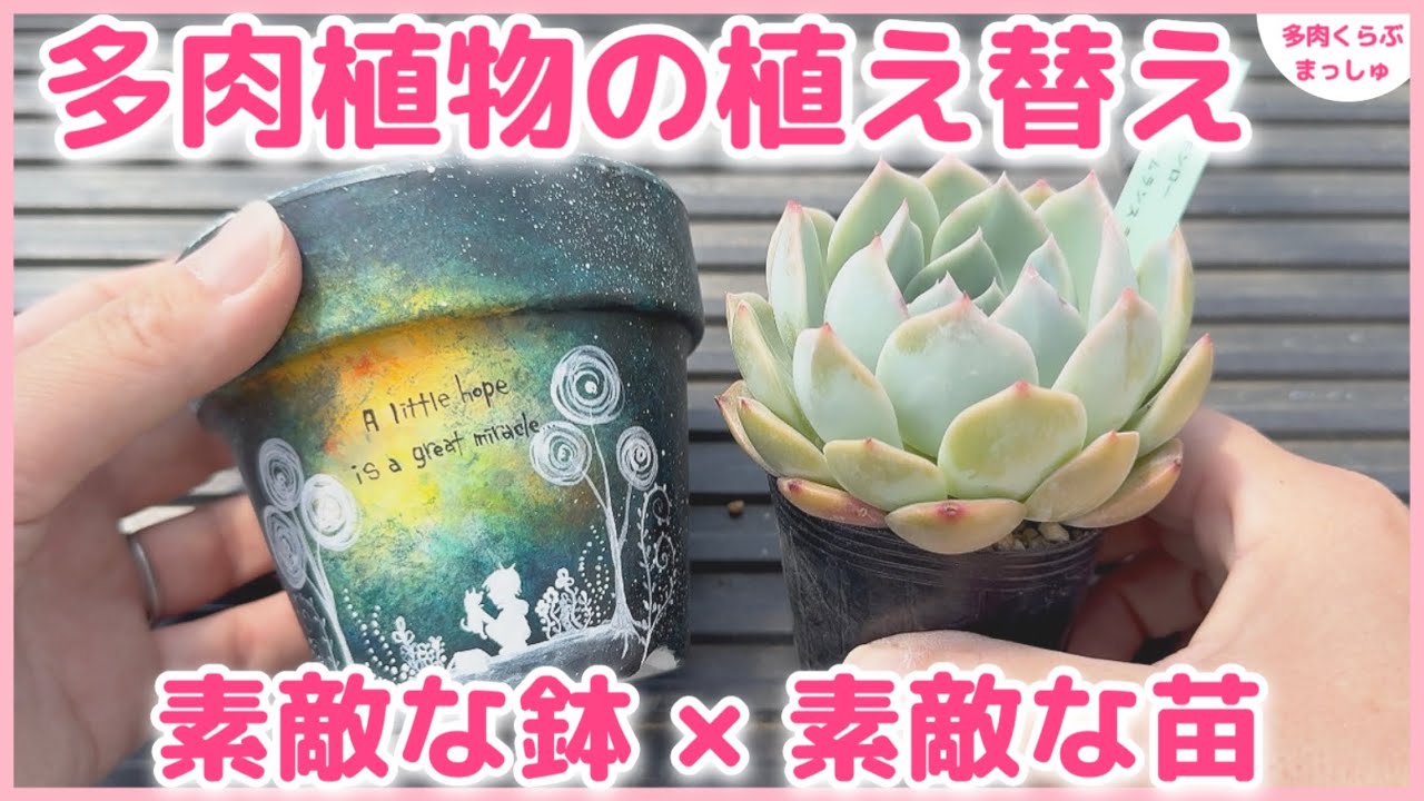 6－418、リメイク缶 リメイク鉢 リメ鉢 多肉植物 【公式通販】
