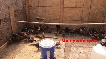 Mus pub qaib 041 saib qaib thiab saib nraj