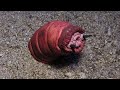 Mongolian Death Worm Of The Gobi Desert