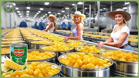 How Canned Corn Is Made - Massive Million Tons of Sweet Corn Harvesting & Processing