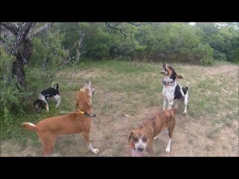 training a bluetick coonhound to hunt how to scent drag train young hound dogs to teach pup hounds to training a bluetick coonhound to hunt how to scent drag train young hound dogs to teach pup hounds to