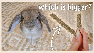 Testing My Rabbit's Intelligence