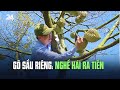 Gõ sầu riêng: nghề hái ra tiền | VTV24