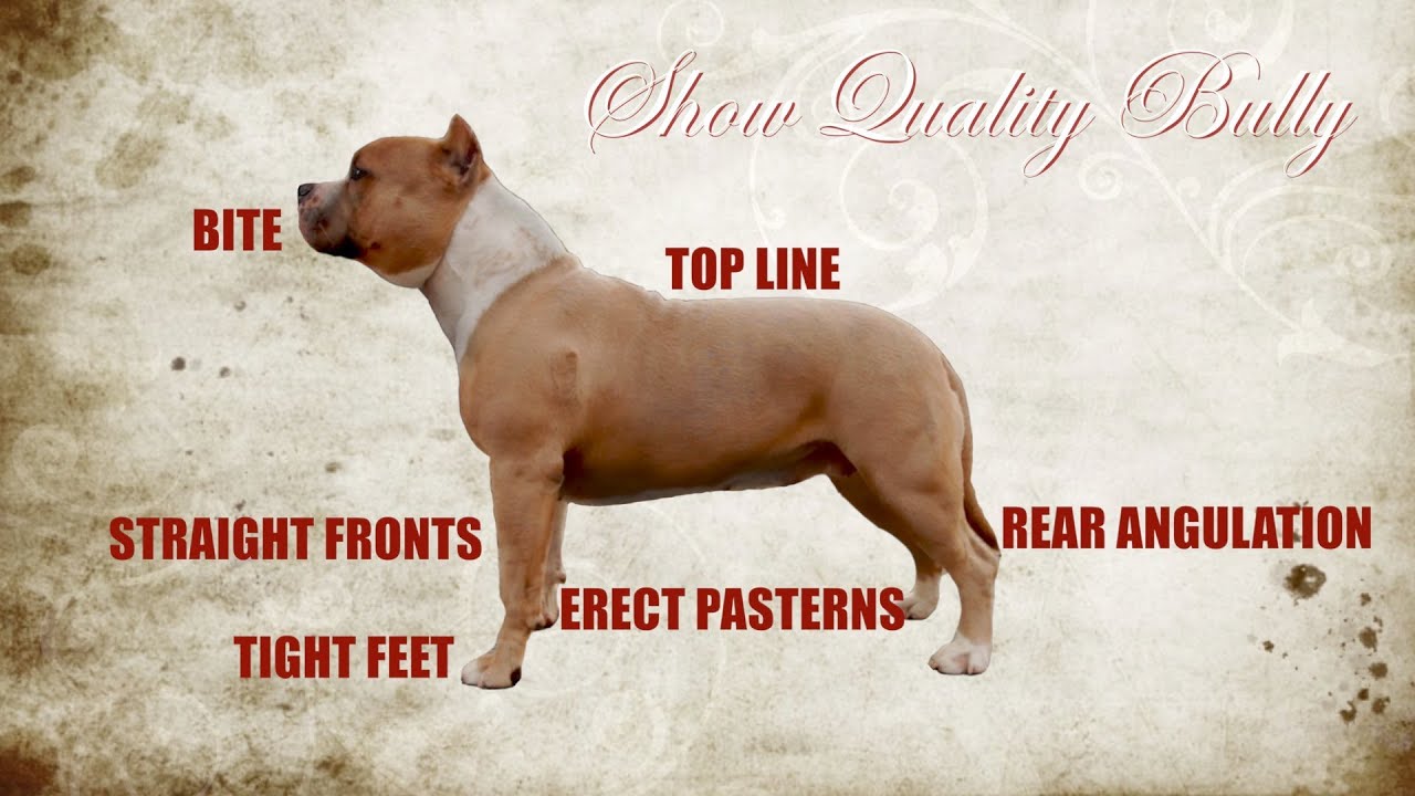 American Bully Size Chart