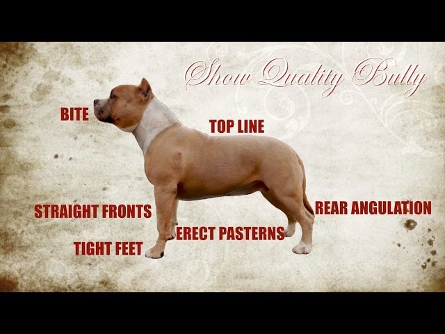 Dog Shows: What you need to know before getting in the ring - Bully Max