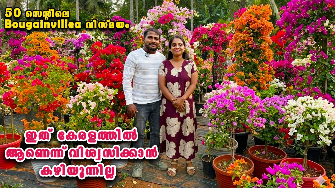 കേരളത്തിൽ ഇങ്ങനെയൊരു Bougainvillea Garden വിശ്വസിക്കാനാവുന്നില്ല😱|Naipunya Bougainvillea Garden