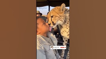 When a Cheetah Meets the Future Cheater 🤣 (Just Kidding!) | #Unbelievable #SafariMoment #trending