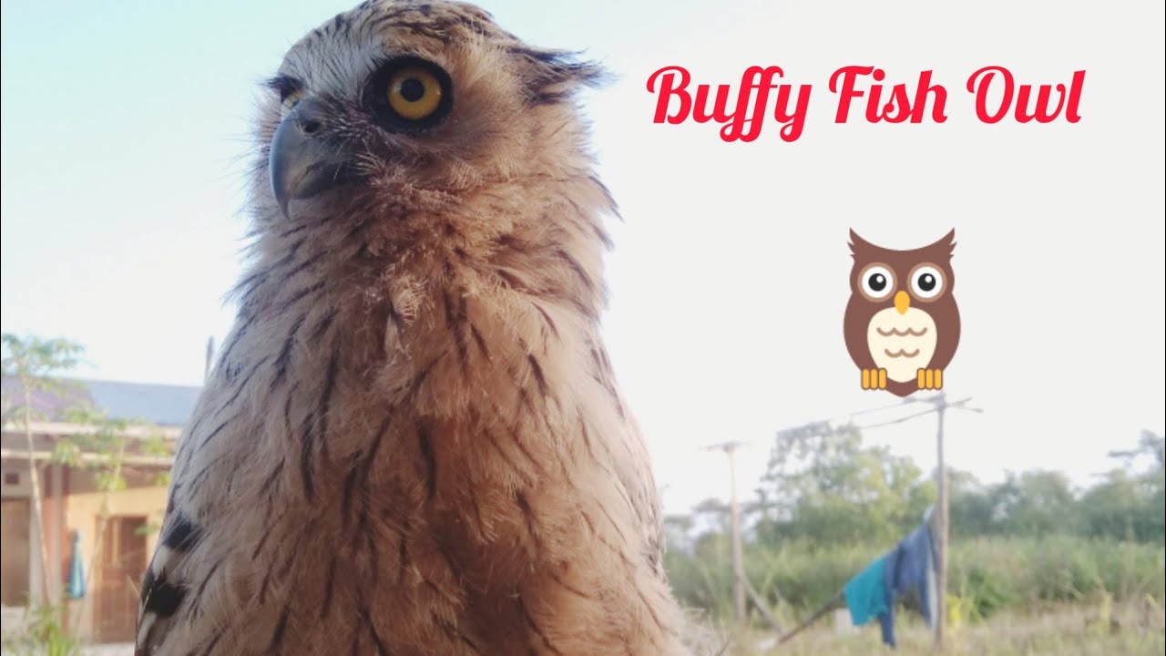 Buffy Fish Owl | Burung Hantu Limbad 