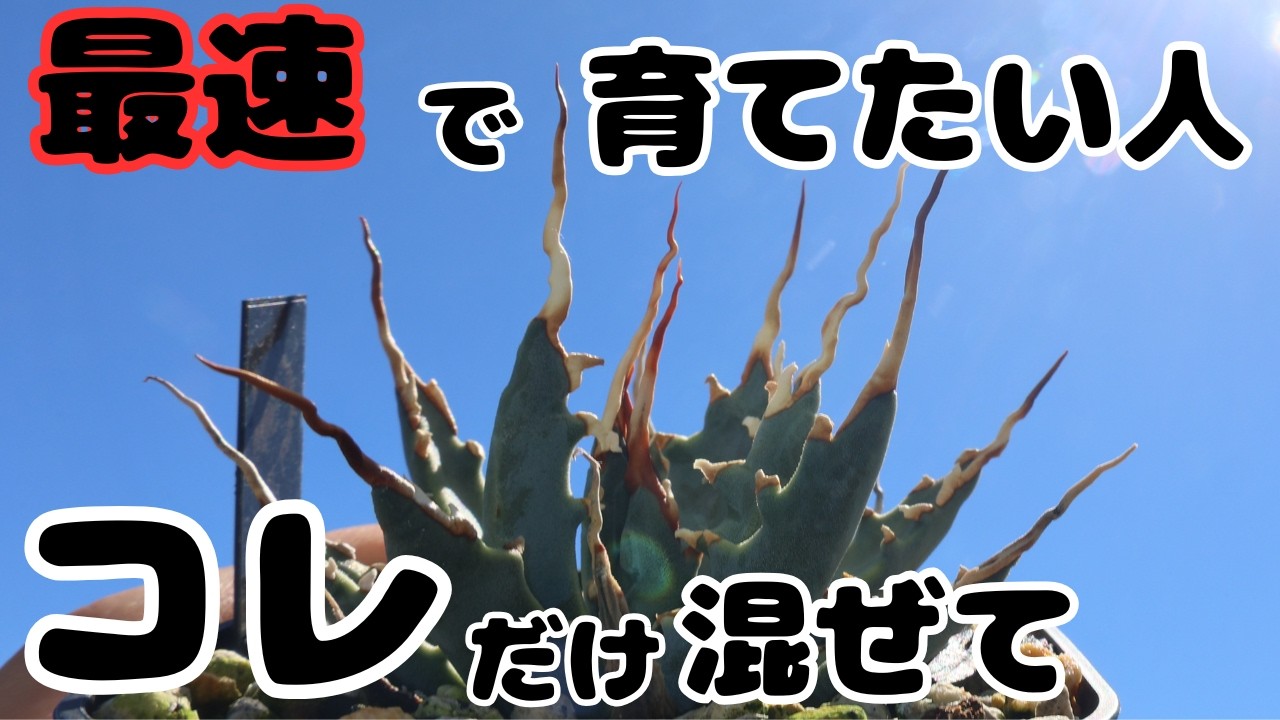 【アガベ実生】エボリスピナ実生が最速で育つ土はまさかのコレだった！用土比較実験