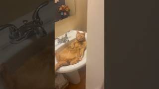 Orange cat thinks he’s water…