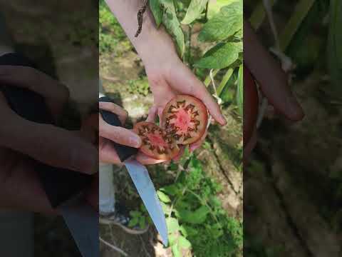 Video: Cherokee Purple Paradajz Biljke: Saznajte više o uzgoju Cherokee ljubičastih rajčica