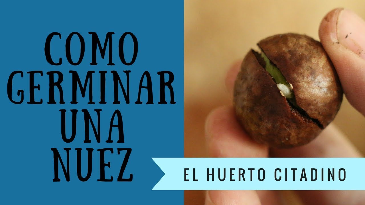 COMO GERMINAR UNA NUEZ DE MACADAMIA FACIL Y RAPIDO | EL HUERTO CITADINO