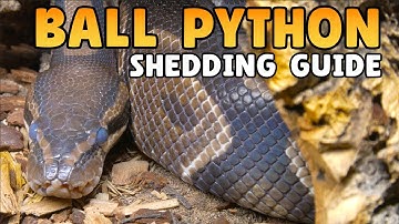 What To Do When Your Ball Python Is Shedding