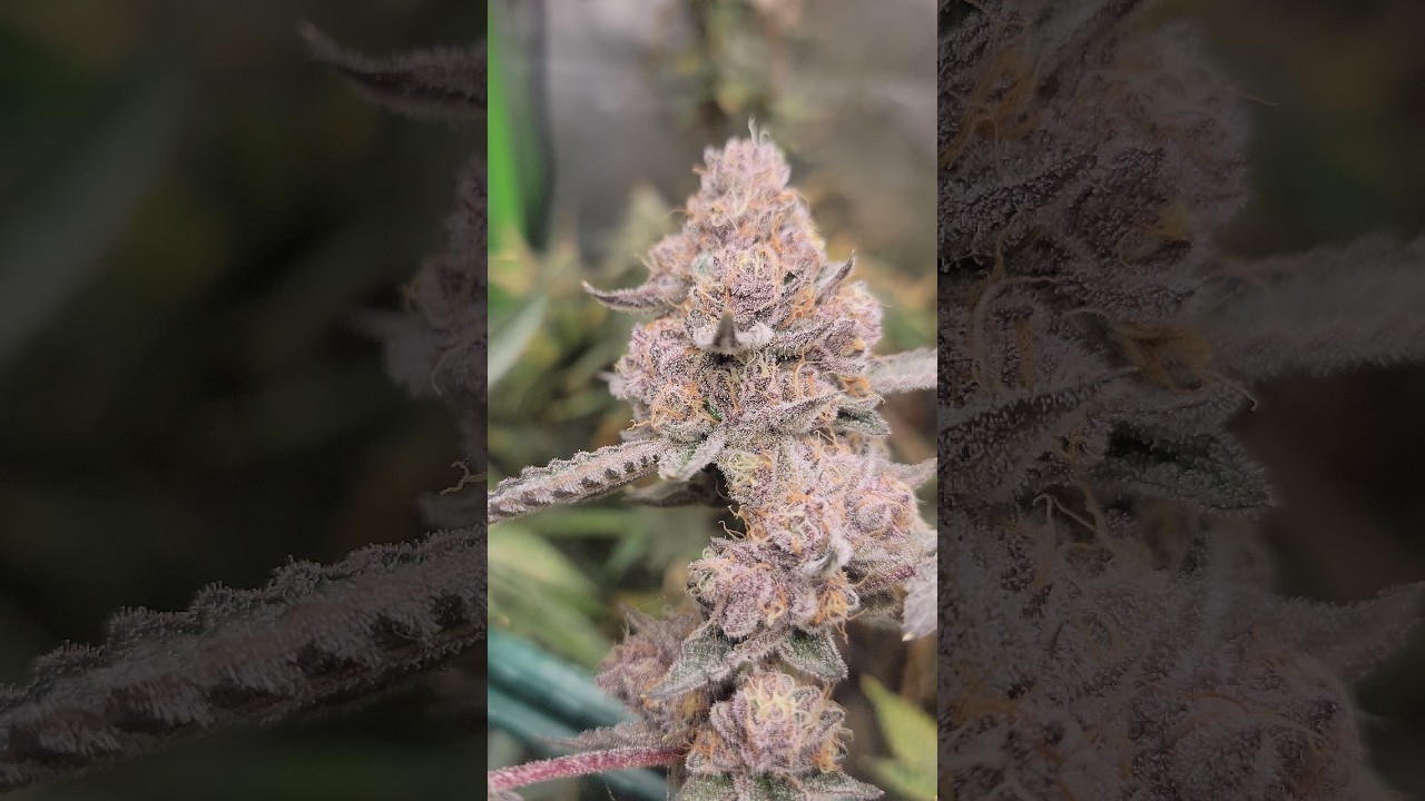 Tropicana CHERRY Week 7 