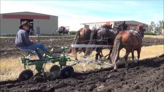 Horses At Work