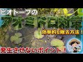 メダカビオトープのアオミドロ対策!効率的な取り方と「生やさない」環境づくりの秘訣!メダカ睡蓮ビオトープ