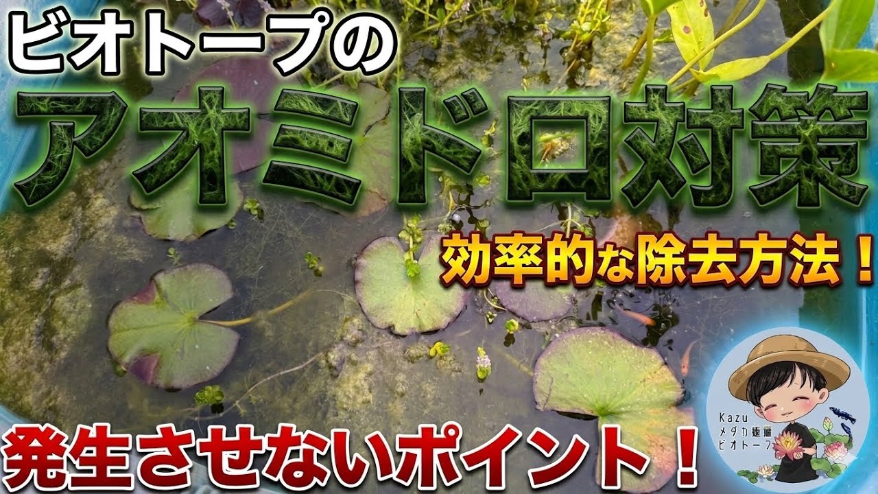 初心者必見】水換えの要らないメダカの屋外ビオトープの簡単な作り方