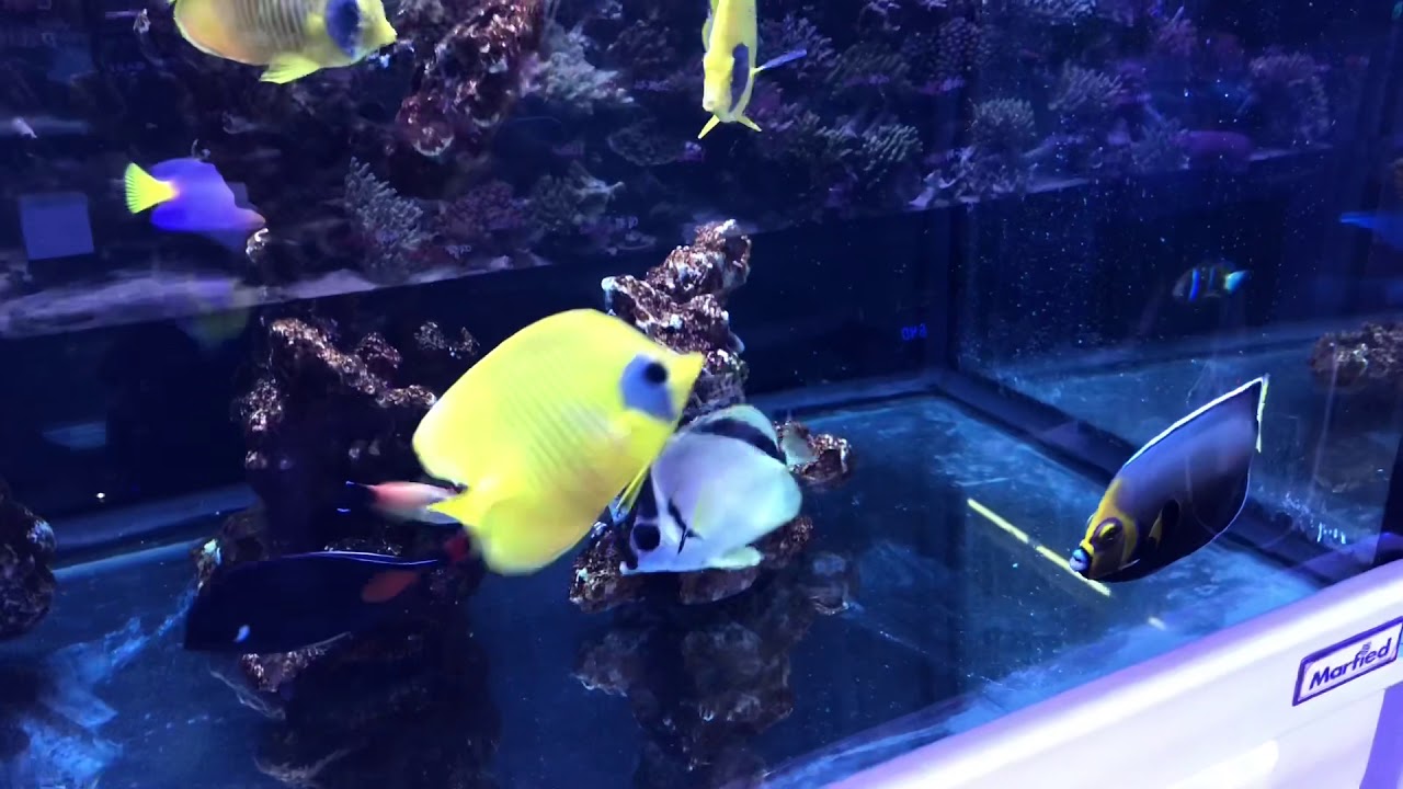 生麦海水魚 ゴールデンバタフライ 19 11 13 Youtube 生麦海水魚 ゴールデンバタフライ 19 11 13 Youtube