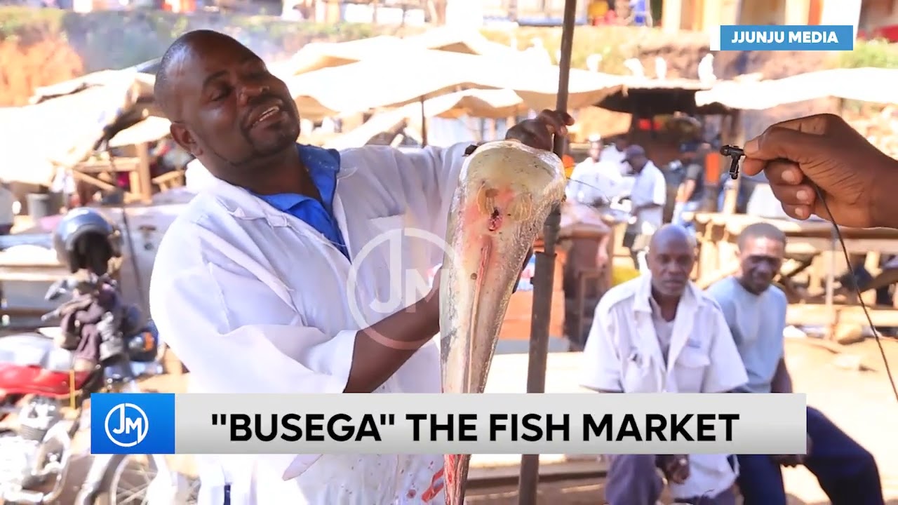 'BUSEGA' THE FISH MARKET FOR UGANDANS AND BEYOND#fish #agriculture #fishing #eating #business