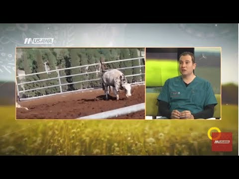 ما هي مخاطر داء الكلب وكيف نكتشفه وهل يصيب فقط الكلاب د وسيم جرايسي صباحنا غير 5 1 2018