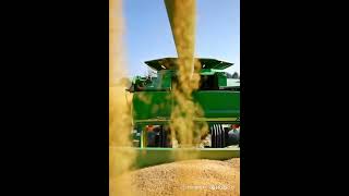 ប្រមូលផលស្រូវស្រាល/#ទេសភាពកម្ពុជា/#ដណើរកំសាន្ត/#NatureCambodia