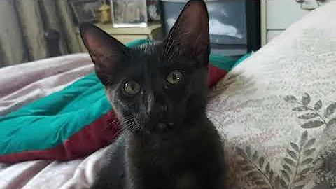 Video 803831: oriental black kitten