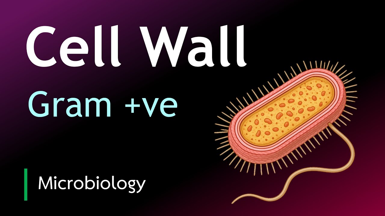 Gram-Positive Bacteria Cell Wall | Peptidoglycan, Teichoic Acids & Capsules  Explained