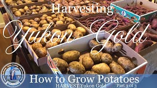 How to Grow Potatoes : HARVEST Yukon Gold Potatoes