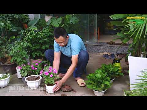 Video: Làm thế nào để bạn trồng cây dừa cạn phủ trên mặt đất?