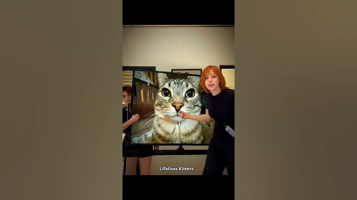 Video 7605041: mainecoon britishshorthair, britishshorthair kitten, cat