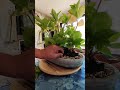 Hortence bonsai