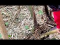 Harvest Japan bamboo shoots