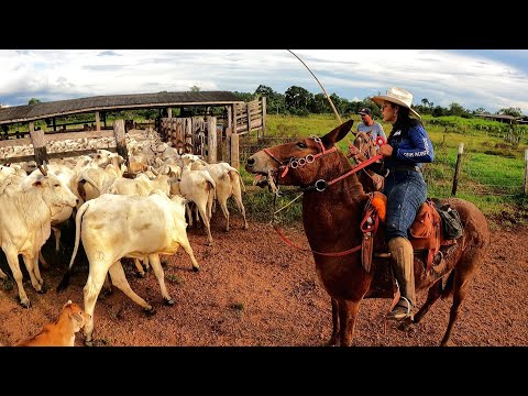 Vídeo: Eu trabalho com animais: minha vida em uma fazenda de cavalos