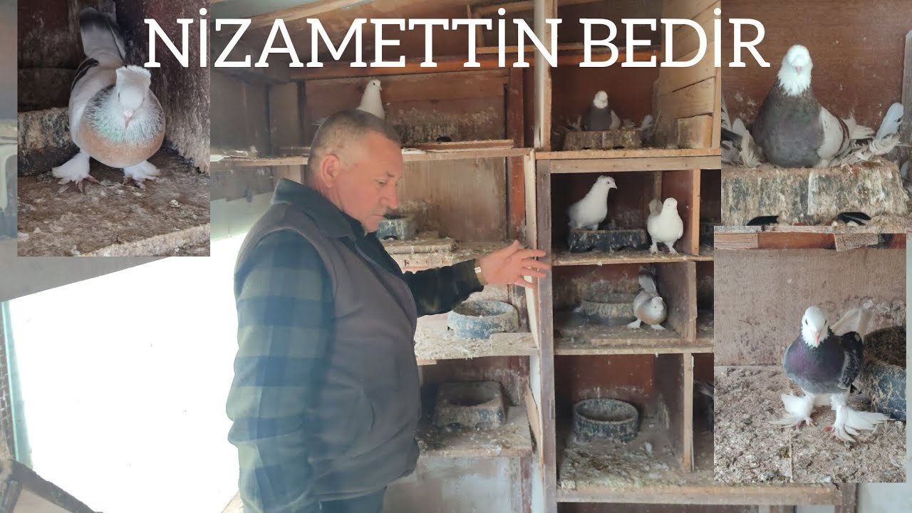 NİZAMETTİN BEDİR VE OYUN KUŞLARI