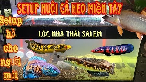 Setup hồ Cá Heo nước ngọt-Thái Salem cho Cá Lóc Cảnh ăn cuối tuần