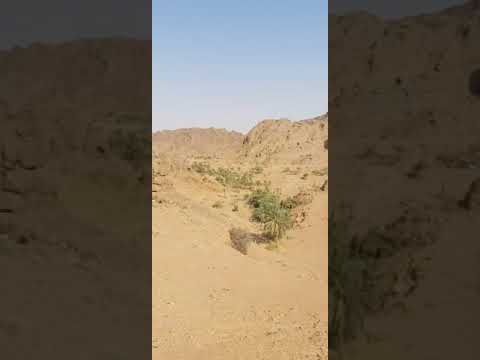 مزارع نخيل وسط جبال غرب منطقة حائل