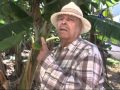 Rufino, maestro de deshijadores en Los Silos - Tenerife