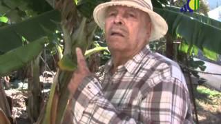 Rufino, maestro de deshijadores en Los Silos  Tenerife
