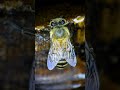 A Sweet Honey Feast for Hardworking Bees