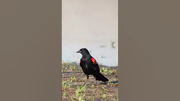 شحرور أحمر الجناح Agelaius Phoeniceus طيور Shorts صوت شحرور 