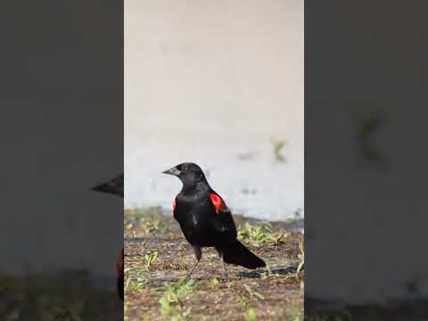 شحرور أحمر الجناح Agelaius Phoeniceus طيور Shorts صوت شحرور