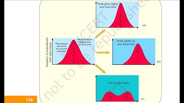 Evolution:CONCEPT GRAPH on Natural selection :NEET