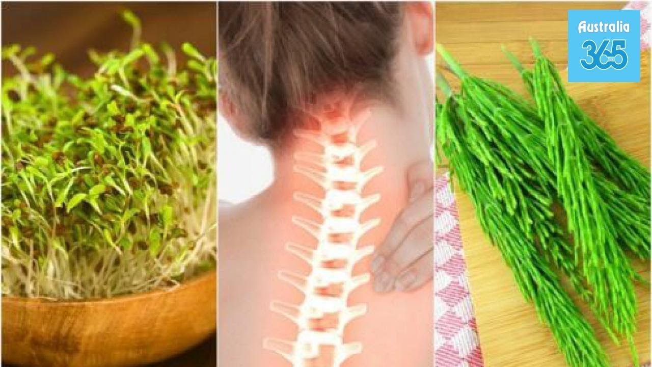 7 Medicinal Plants that Improve Your Bone Health - Australia 365