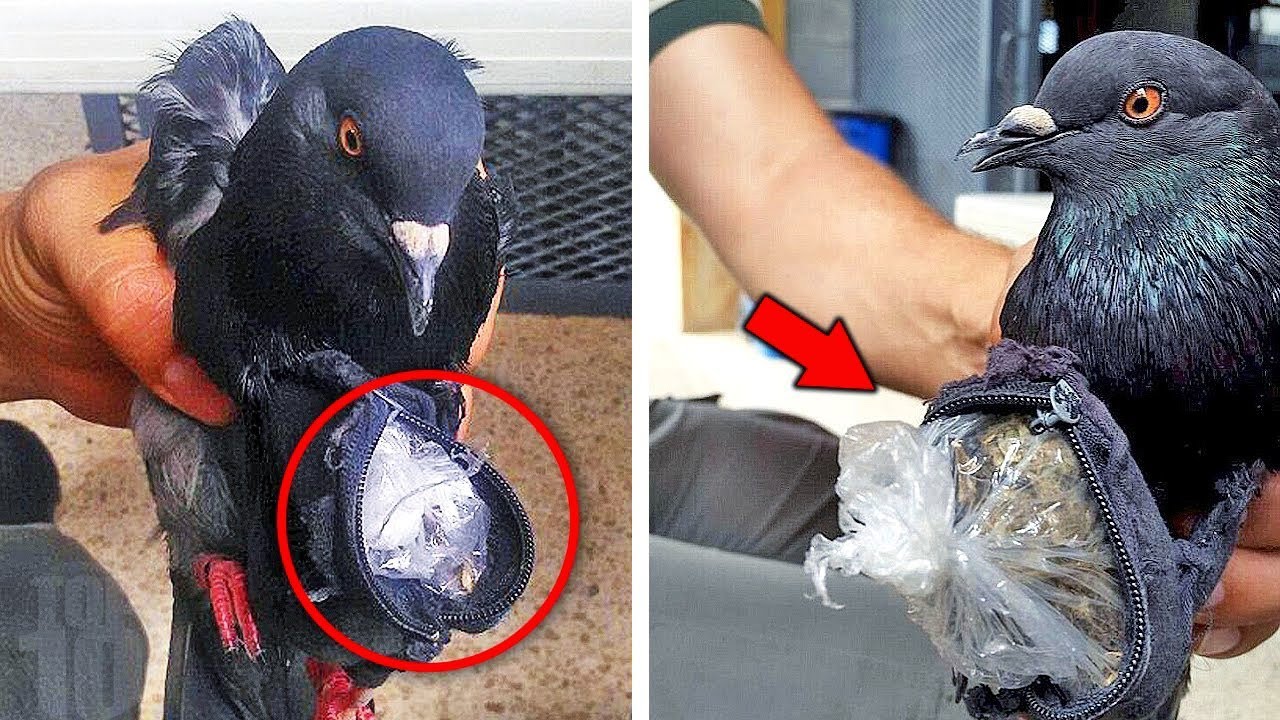 Dan phal loh thil tawlh ruk fing tak tak te !! ||