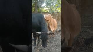 Cow Love Ox Short Video Shortcow Short Short 