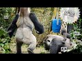 Silverback Gorilla got flustered at the sudden downpour | Kyoto Zoo